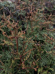 Gleichenia alpina