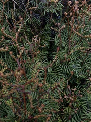 Gleichenia alpina