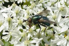 Chrysosomopsis aurata