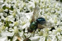 Chrysosomopsis aurata