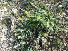 Hypericum tomentosum