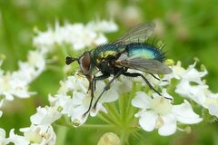 Chrysosomopsis aurata