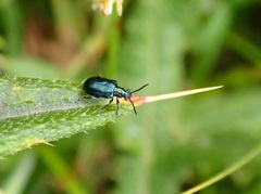 Lema cyanella