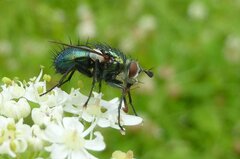 Chrysosomopsis aurata
