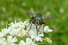 Chrysosomopsis aurata