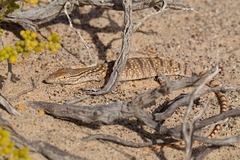 Varanus griseus griseus
