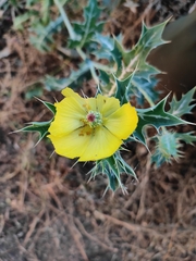 Argemone mexicana
