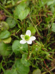 Caltha natans