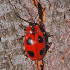 Endomychus coccineus