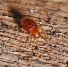 Mycetaea subterranea