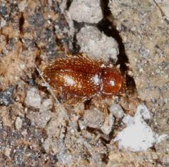 Mycetaea subterranea