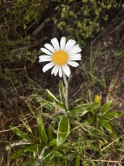 Celmisia spectabilis spectabilis