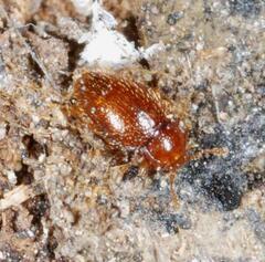 Mycetaea subterranea