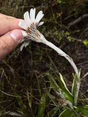 Celmisia spectabilis spectabilis