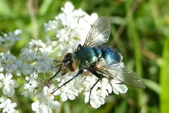 Chrysosomopsis aurata