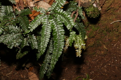 Adiantum hispidulum