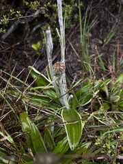 Celmisia spectabilis spectabilis