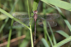 Austrogynacantha heterogena
