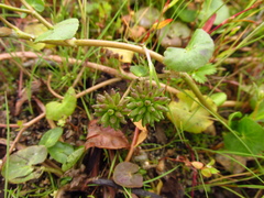 Caltha natans