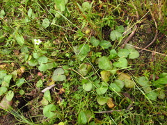 Caltha natans