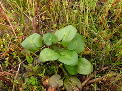 Caltha natans
