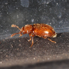 Symbiotes gibberosus