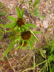 Bidens radiata