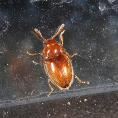 Symbiotes gibberosus