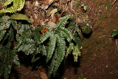 Adiantum hispidulum
