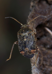 Charagochilus