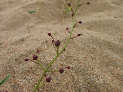 Scrophularia incisa