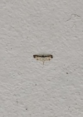 Leucinodella leucostola
