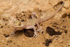 Hemidactylus festivus