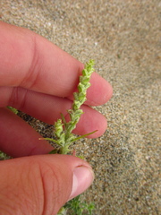 Corispermum ulopterum
