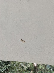 Leucinodella leucostola