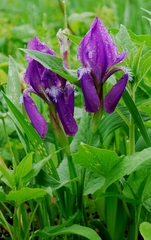 Iris aphylla
