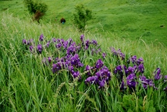 Iris aphylla