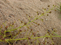 Scrophularia incisa