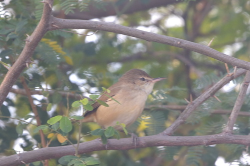 Clamorous Reed Warbler