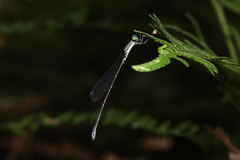 Rhadinosticta simplex