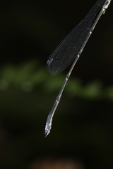 Rhadinosticta simplex