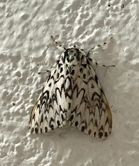Lymantria singapura