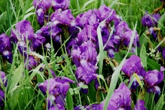 Iris aphylla