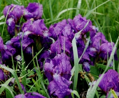 Iris aphylla