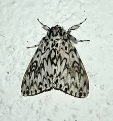 Lymantria singapura