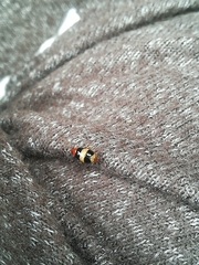 Monolepta melanogaster