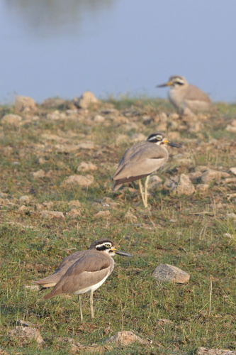 Great Stone-curlew