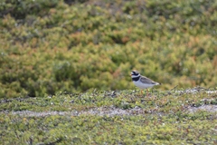 Charadrius hiaticula tundrae