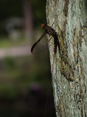 Leptophlebia