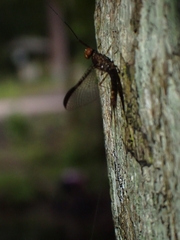 Leptophlebia